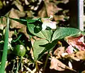 Trillium persistens