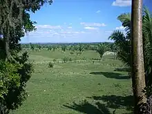 Vista sobre una llanura cubierta de hierba y palmeras dispersas