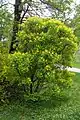 habitus