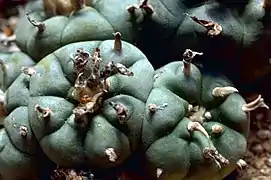 Lophophora williamsii