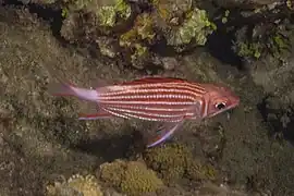 Ejemplar en el mar Rojo.