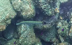 Ejemplar en Madeira, Portugal.