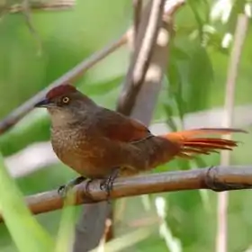 Phacellodomus ruber-Greater Thornbird