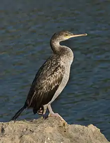 Cormorán moñudo.