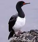 Cormorán de Magallanes (Phalacrocorax magellanicus)