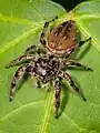 Phidippus clarus