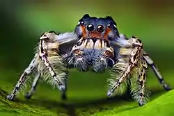 Phidippus putnami