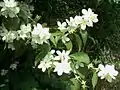 Philadelphus coronarius ‘Aureus’.