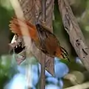 Philydor atricapillus-Black-capped Foliage-gleaner