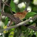 Philydor rufum-Buff-fronted Foliage-gleaner