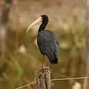 Phimosus infuscatus - Bare-faced Ibis 2