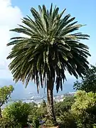 Phoenix canariensis