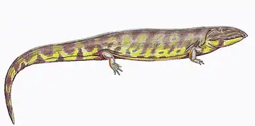 Pholidogaster