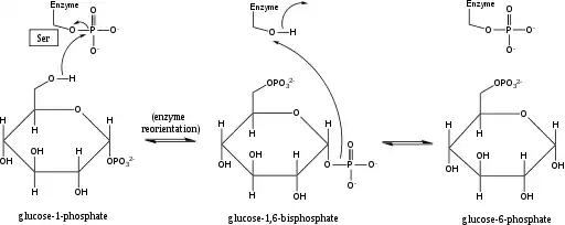 Figura 1. Mecanismo de la interconversión de la glucosa-1-fosfato y la glucosa-6-fosfato catalizada por la fosfoglucomutasa.