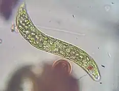 Euglena viridis (Euglenales)