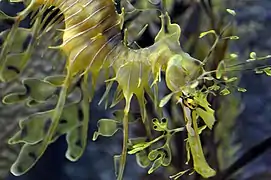 Phycodurus eques, detalle de cabeza