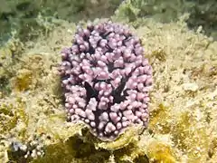 Phyllidiopsis burni