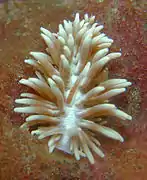 Phyllodesmium serratum