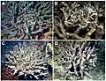 P. semoni (A, C) y modelos de imitaciones (B, D). B: Modelo para A: Anacropora sp.; D: Modelo para C: Porites cylindrica