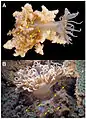 Dos morfotipos de P. semoni con los tentáculos expandidos, las flechas indican las vesículas urticantes de los pseudotentáculos