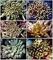 P. semoni (A, C, E) y modelos de imitación B: Modelo para A:Seriatopora hystrix; D: Modelo para C: Seriatopora caliendrum; F: Modelo para E: Pocillopora meandrina