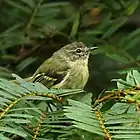 Phylloscartes ventralis Mottle-cheeked Tyrannulet