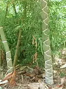 Phyllostachys edulis kikko