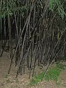 Phyllostachys nigra