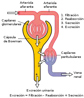 Fisiología de la nefrona