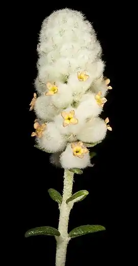 Physopsis (Physopsis spicata)