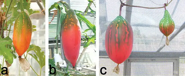 Holstein (2015): "a: Fruto madurando de C. hirtella. Nótense las típicas hojas lobuladas de esta especie en el sector inferior derecho b Fruto madurando de C. sessilifolia. El fruto, como la planta, está cubierto de una capa cerosa (waxy bloom) c Frutos madurando de C. megarrhiza, tienen un halo (halo) verde oscuro alrededor del marmoreado (mottling) blanco longitudinal. El fruto de la izquierda es derivado de una polinización con polen de C. megarrhiza, mientras que el fruto más pequeño de la derecha es derivado de una polinización cruzada con C. trilobata (las dos polinizaciones fueron efectuadas el mismo día)."