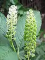 Inflorescencias con frutos inmaduros