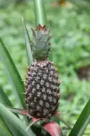 Piña en Basupú, Bioko