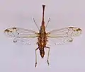 Pibrocha egregia