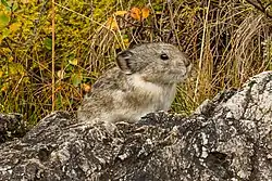 Pica de collar (Ochotona collaris).