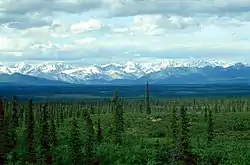 Árboles pícea blanca a lo largo de la autopista Denali.