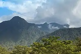 Selva tropicalLa Ceiba