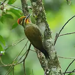 Piculues aurulentus Yellow-browed Woodpecker