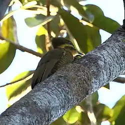 Piculus chrysochloros Golden-green Woodpecker