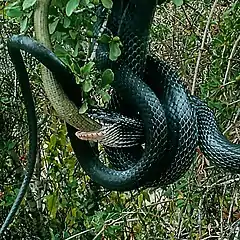 Dolichophis jugularis devorando a un Sheltopusik (Ophisaurus apodus); Valle de Elah