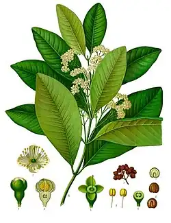 Pimenta dioica (L.) Merr.