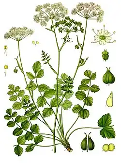 Pimpinella saxifraga L.