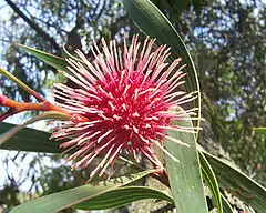 Hakea laurina (Proteaceae).