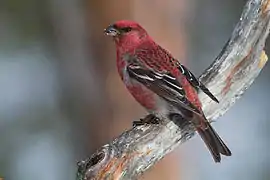 Camachuelo picogrueso (Pinicola enucleator)