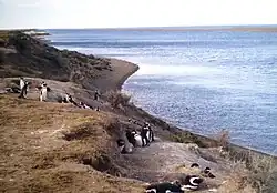 Pingüinera en la caleta