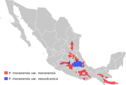 Distribución de P. moranensis en México y Guatemala.