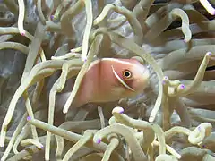 Con Macrodactyla doreensis en el Parque Marino de Bunaken, Sulawesi del Norte, Indonesia