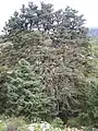 Pinsapo de la escalereta, el más grande de la Sierra de las Nieves.