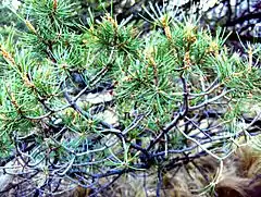 Pinus cembroides