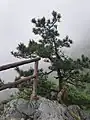 Pinus hwangshanensis Lushan 7